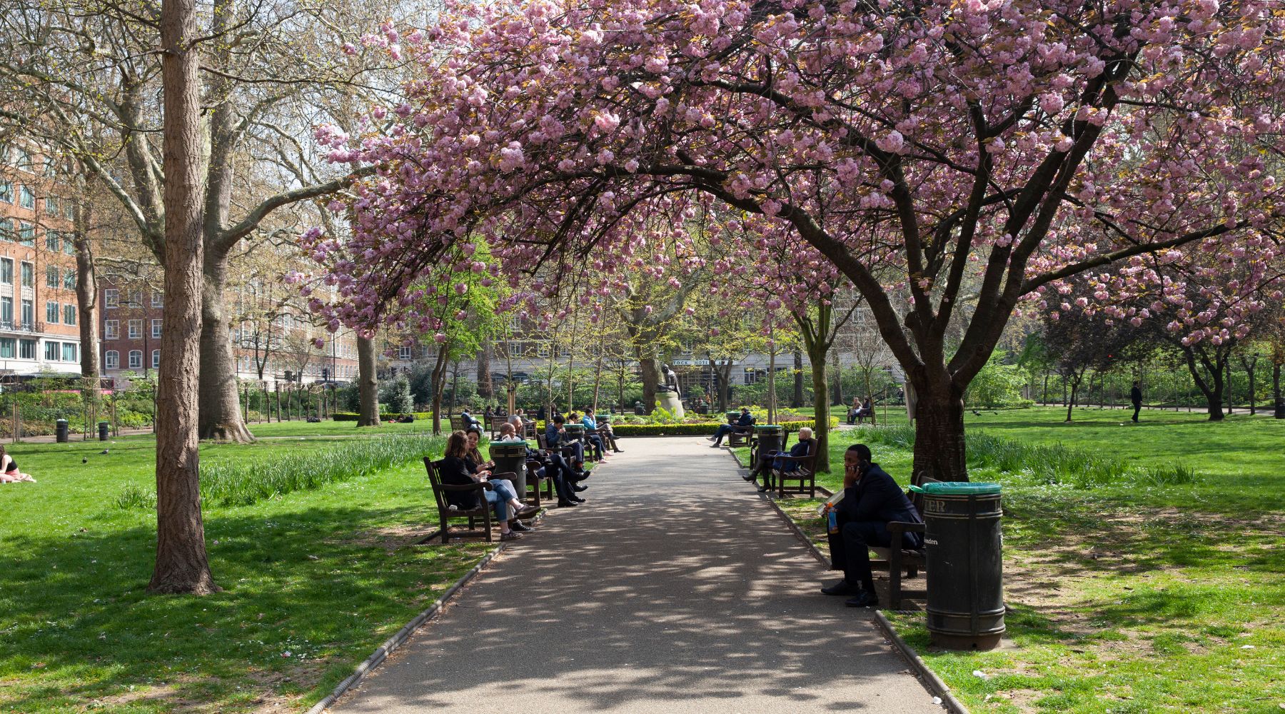 Cherry blossom trees arch over a path in a London park, people relaxing on benches in spring sunshine, calm Bloomsbury scene.